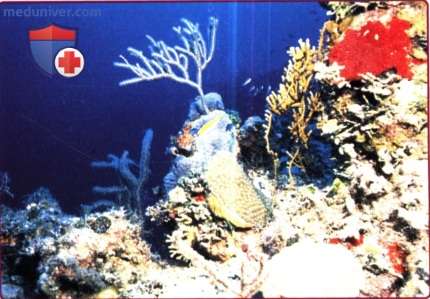 Ожоги вызванные кораллами и губками