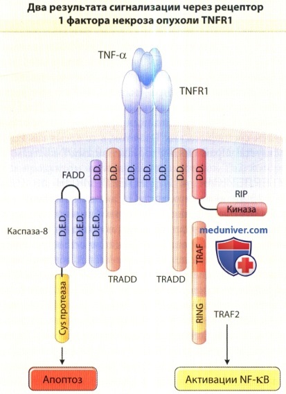 Рецептор фактора некроза опухоли (ФНО)