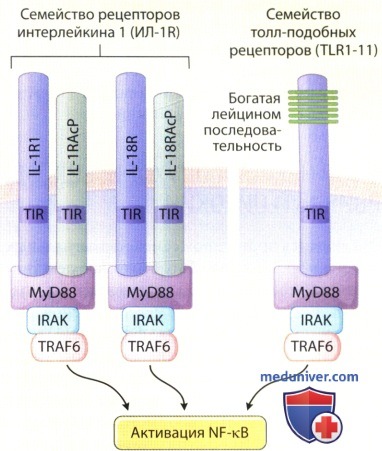 Семейство рецепторов интерлейкина-1