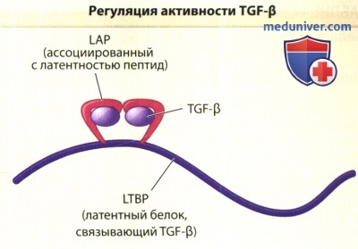 Регуляция активности TGF-β