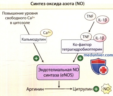 Синтез оксида азота в эндотелии кровеносного сосуда