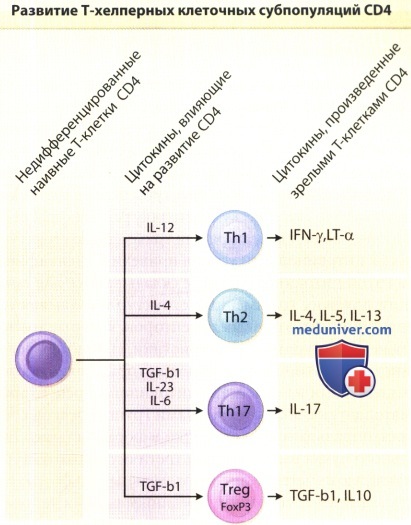 Развитие Т-клеточных субпопуляций CD4