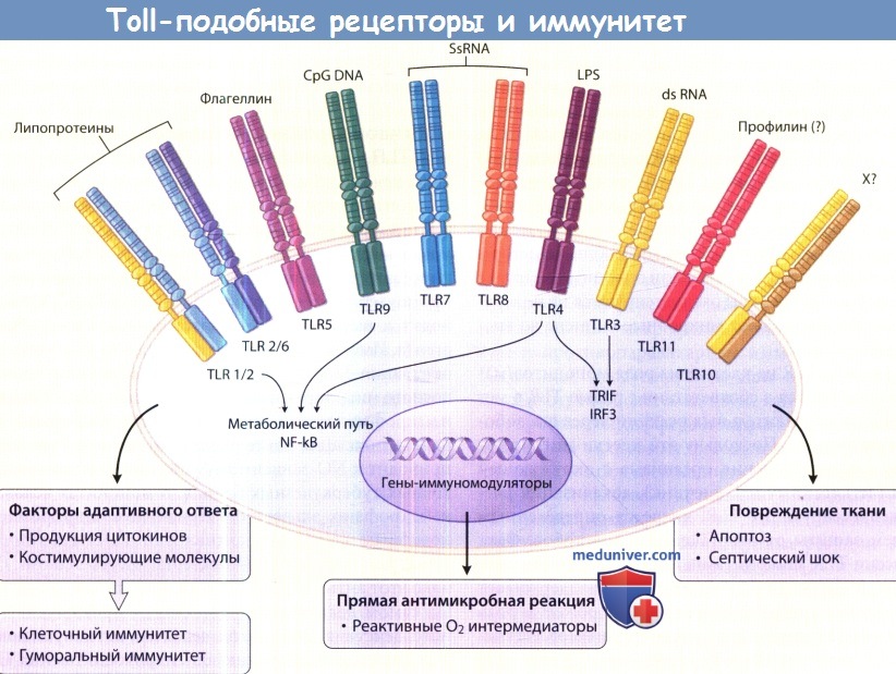 TOLL-подобные рецепторы и иммунитет