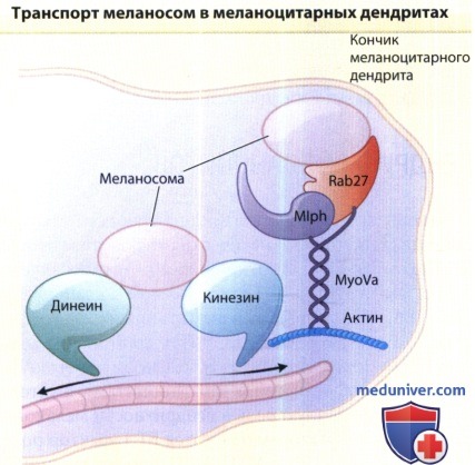 Транспорт меланосом в меланоцитарных дендритах