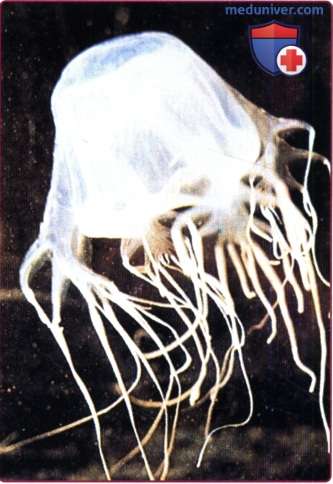 Укусы и ожоги от медуз