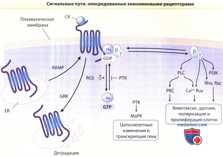Хемокиновые рецепторы