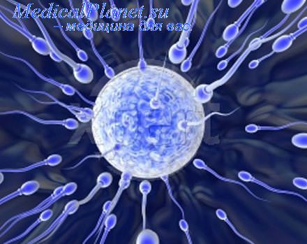 анализ сперматозоидов