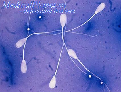 исследование спермы