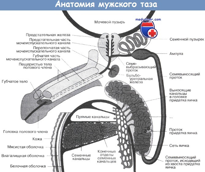 Анатомия мужского таза