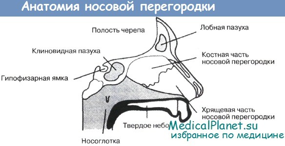 Анатомия носовой перегородки
