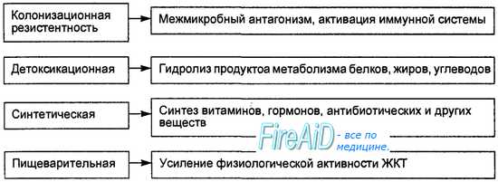 Кишечные бактерии, образование газов