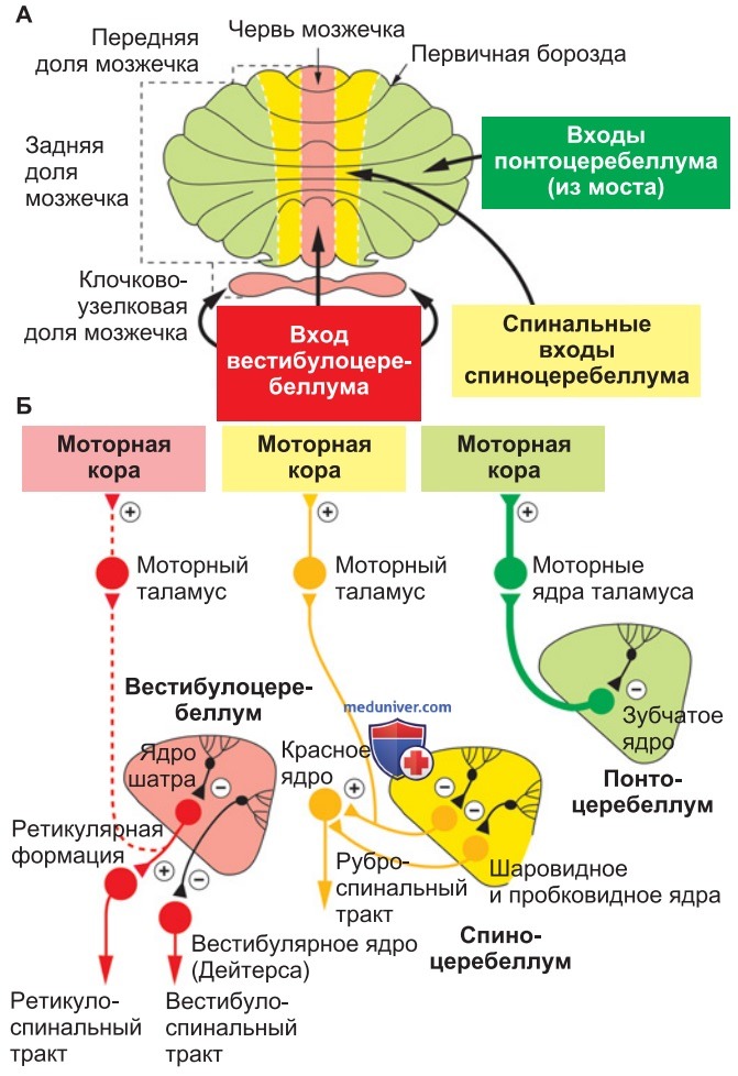 Оптимизация поддержания позы и целенаправленных движений мозжечком