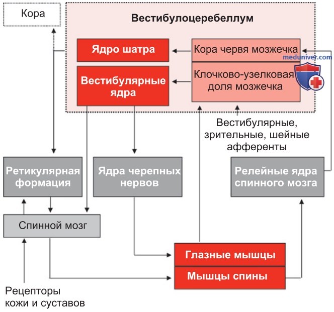 Оптимизация поддержания позы и целенаправленных движений мозжечком