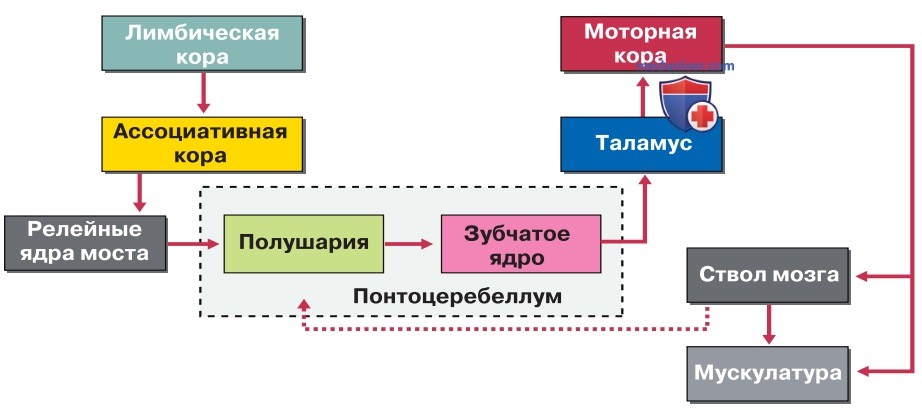 Оптимизация поддержания позы и целенаправленных движений мозжечком