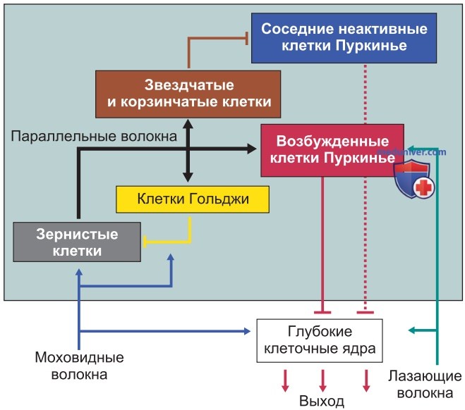 Оптимизация поддержания позы и целенаправленных движений мозжечком