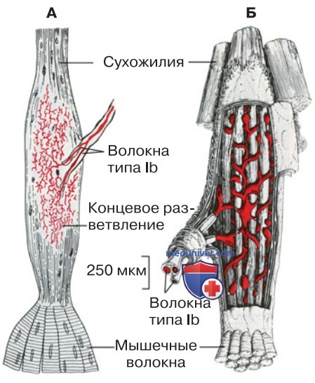 Сопряженные рефлексы