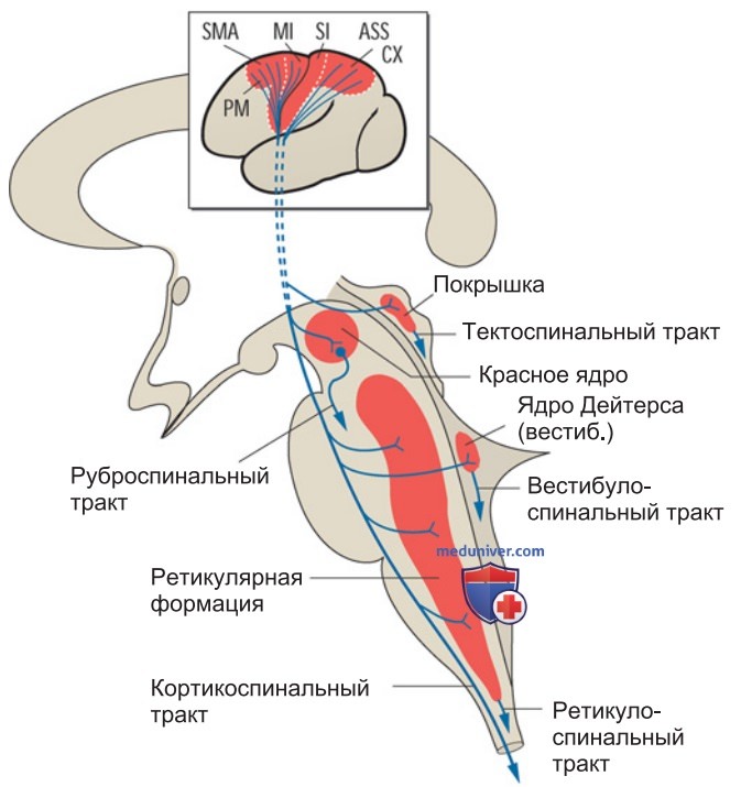 Функциональная организация моторных областей коры головного мозга
