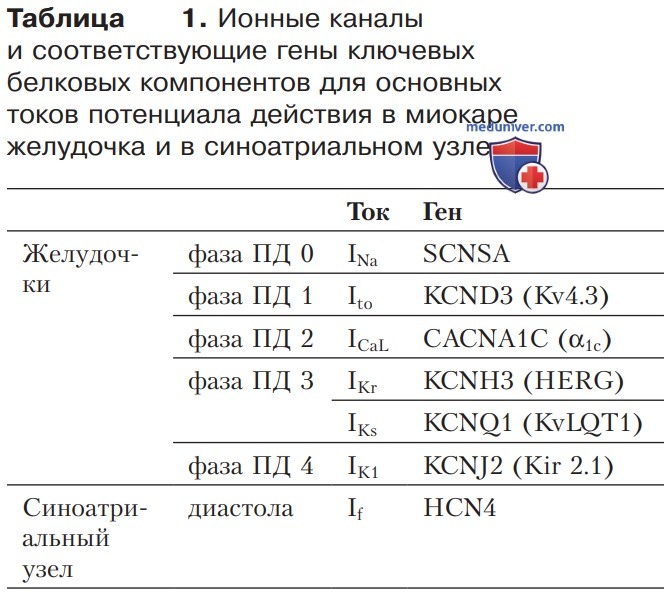 Клетка миокарда в покое и возбужденном состоянии