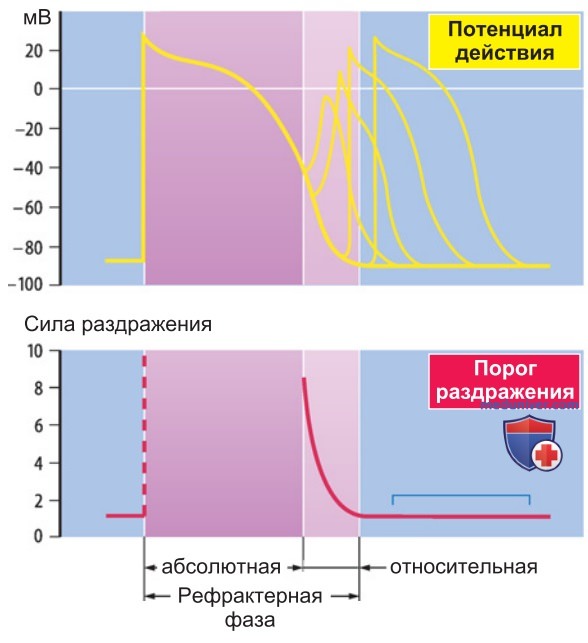 Клетка миокарда в покое и возбужденном состоянии