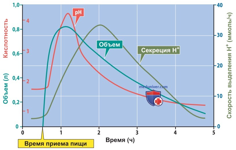 Активация обкладочных клеток желудка