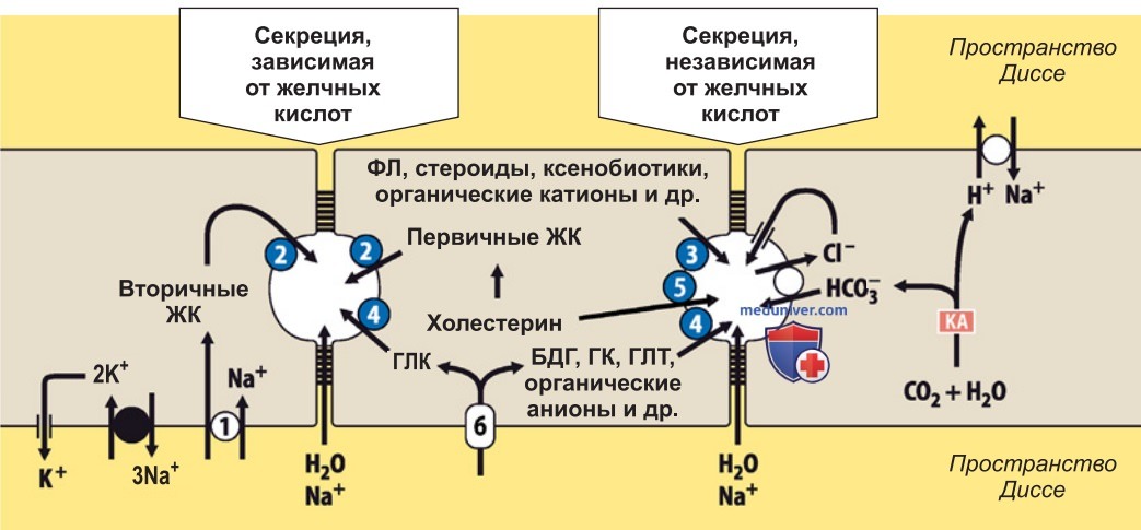 Образование желчи