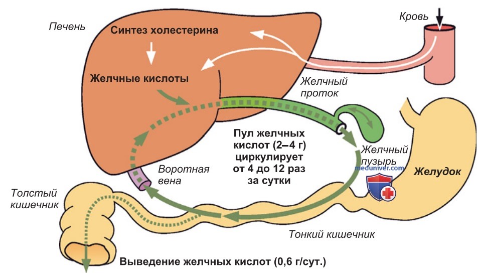 Мицеллы, энтерогепатическая циркуляция желчных кислот