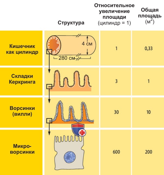 Слизистая оболочка кишечника