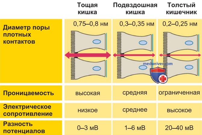 Слизистая оболочка кишечника