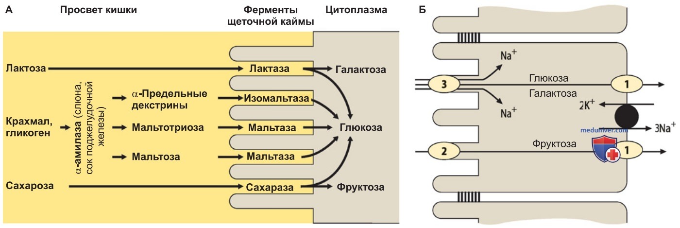Переваривание и всасывание углеводов в кишечнике