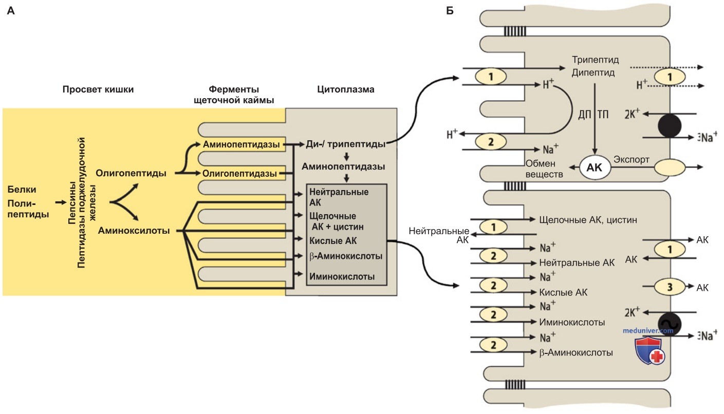 Переваривание и всасывание белков