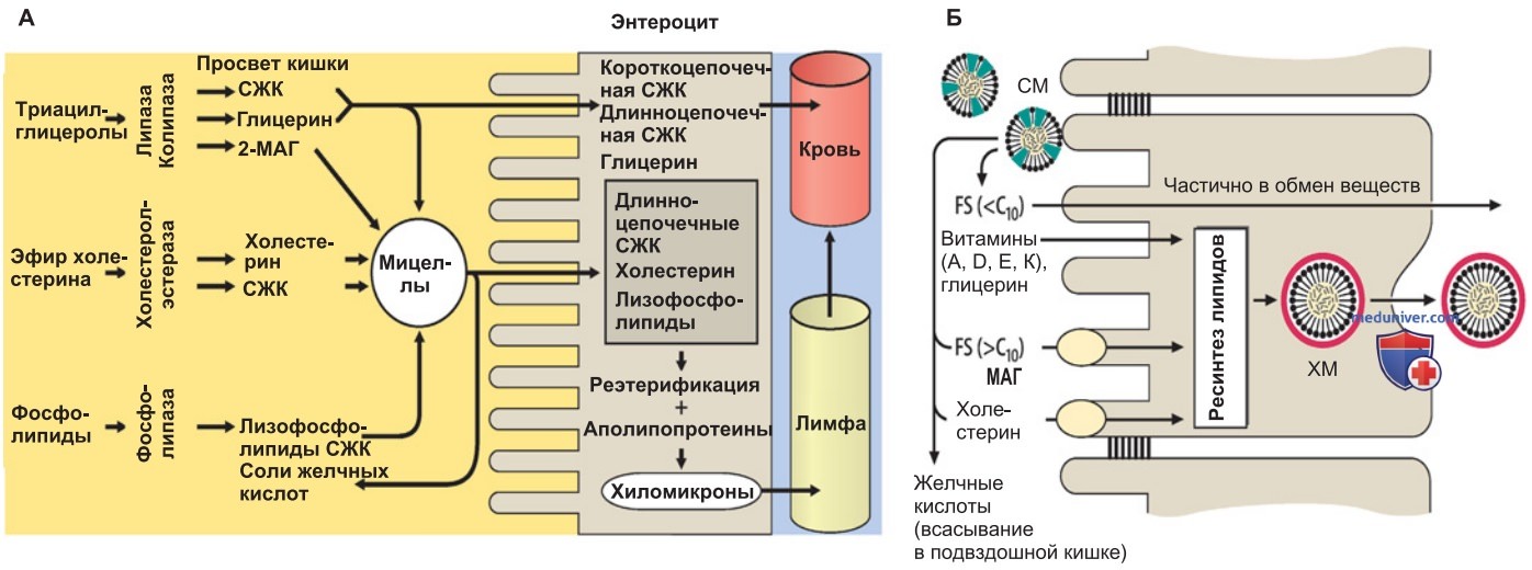Абсорбция витаминов и железа кишечником