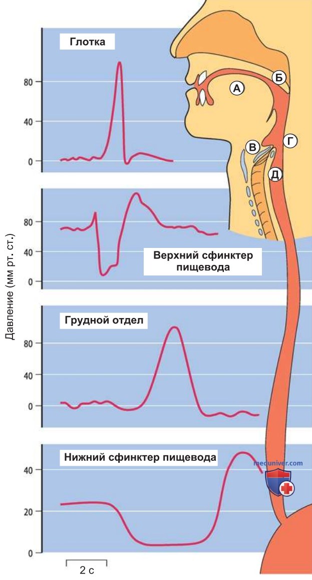 Глотание и прохождение по пищеводу