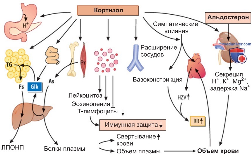 Гормоны коры надпочечников