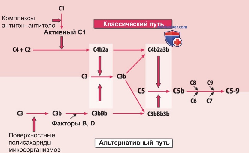 Приобретенный иммунитет