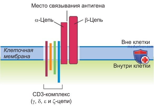 Приобретенный иммунитет