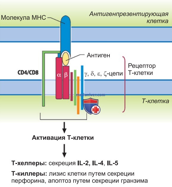 Приобретенный иммунитет
