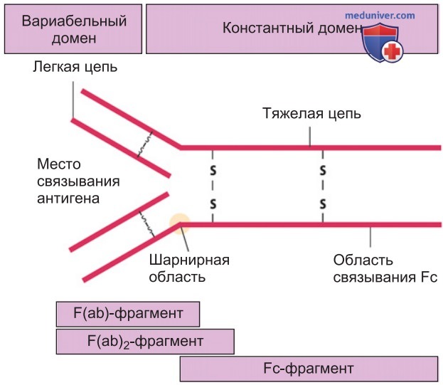 Приобретенный иммунитет