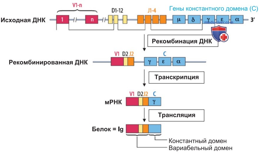 Приобретенный иммунитет