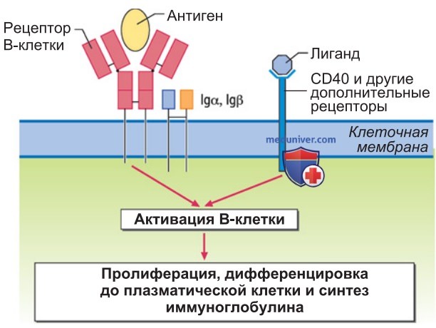 Приобретенный иммунитет