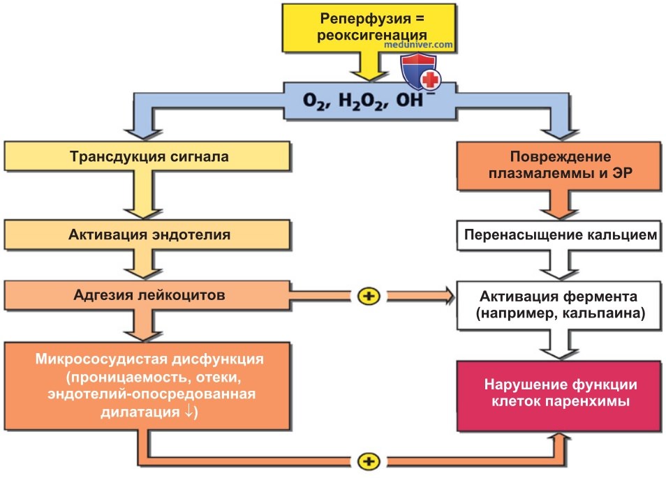 Кислород как повреждающий фактор