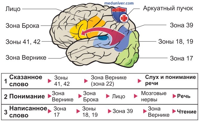 Нейронные основы коммуникации и языка