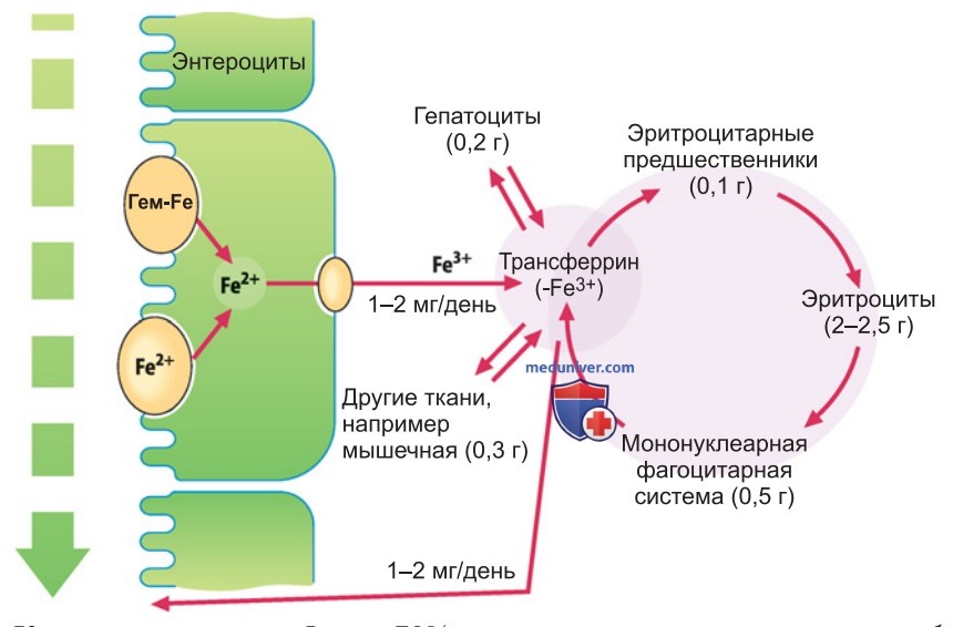 Эритроциты