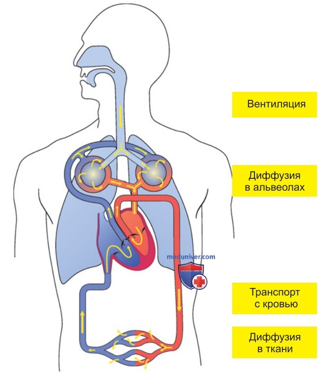 Механизмы дыхания