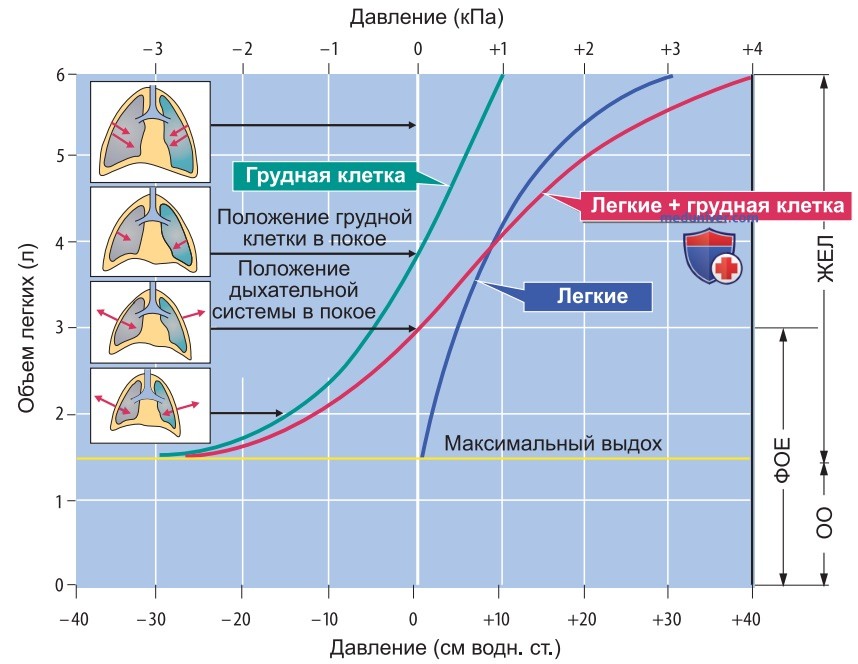 Механика дыхания