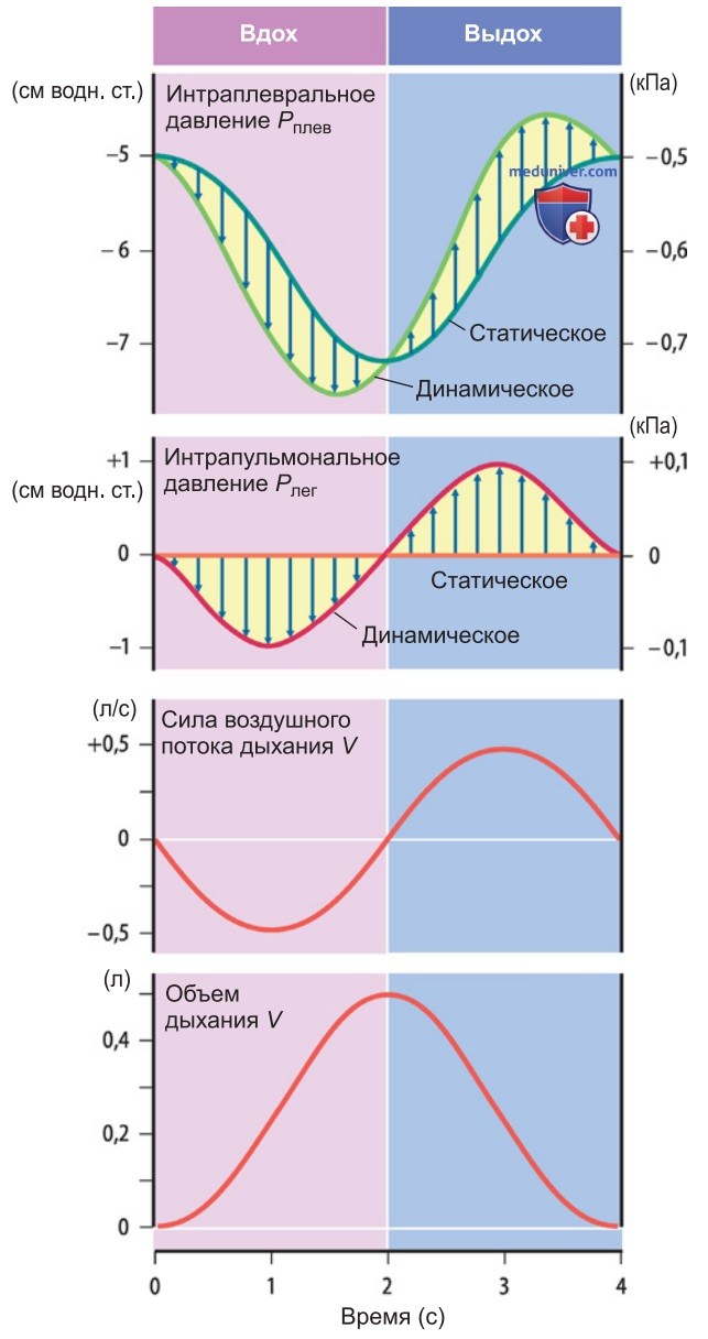 Механика дыхания