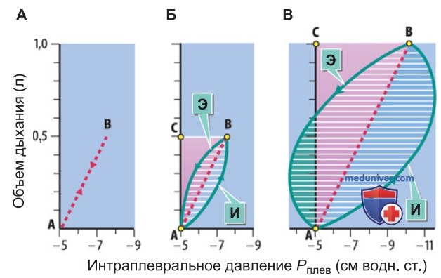 Механика дыхания