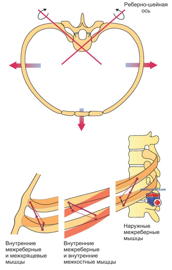 Механизмы дыхания