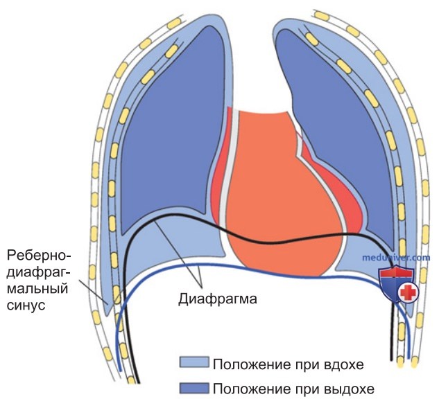 Механизмы дыхания