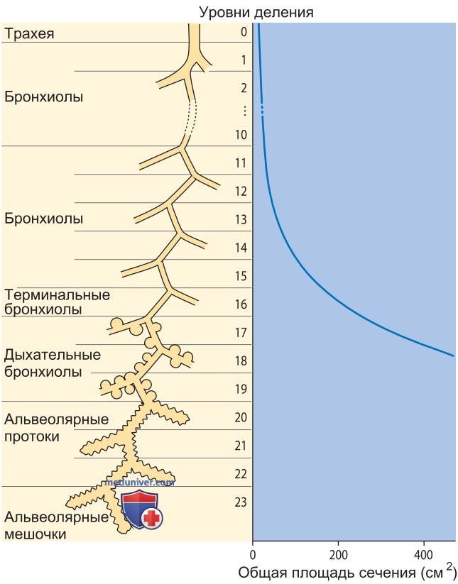 Механизмы дыхания