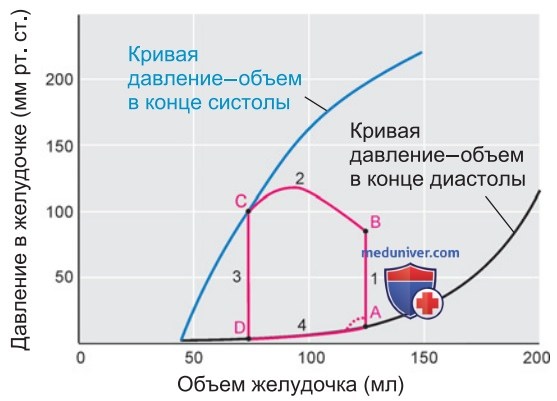 Диаграмма работы сердца